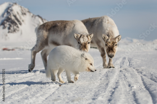 Fototapeta Naklejka Na Ścianę i Meble -  Lis polarny i renifery, południowy Spitsbergen