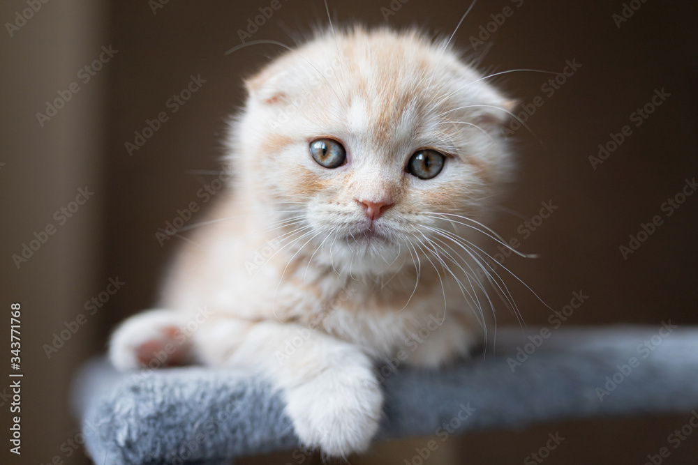 Obraz premium Ginger kitten scottish fold. Funny little red, fold kitten