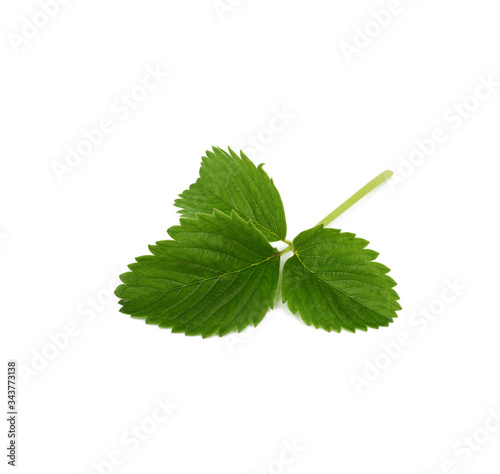green strawberry leaf isolated on white background
