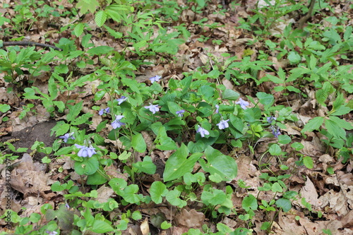  Delicate violets bloom in the spring in the forest