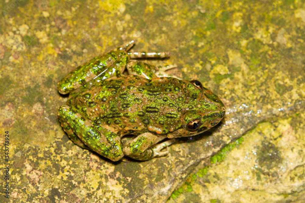 Pelodytes punctatus ( common parsley frog ), zenith macro shot. Pelodytes punctatus ( common parsley frog ), zenith macro shot.