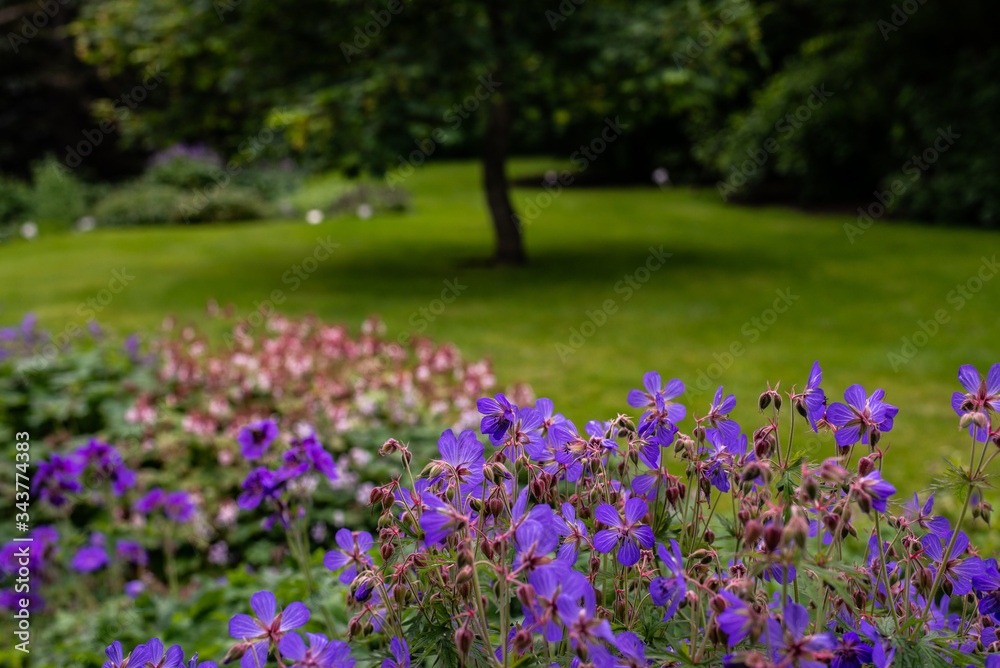 Front view of blooming blue flowers. Landscape design element. Lawn surrounded by flower bed and group of bushes. Solitaire tree in middle of meadow. Unformal landscape design. Country style design. Front view of blooming blue flowers. Landscape design element. Lawn surrounded by flower bed and group of bushes. Solitaire tree in middle of meadow. Unformal landscape design. Country style design.