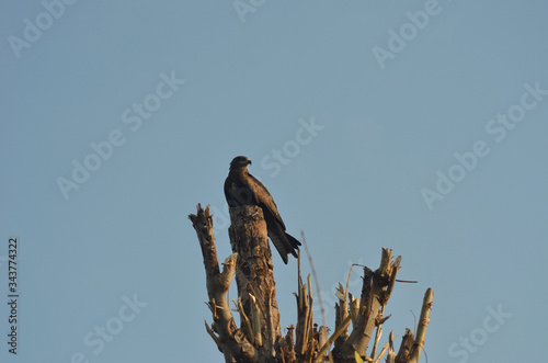 A brown Indian spotted eagle is resting on the top of a dead tree. The branches have been sawn-off to make a nesting platform. The sky is blue.