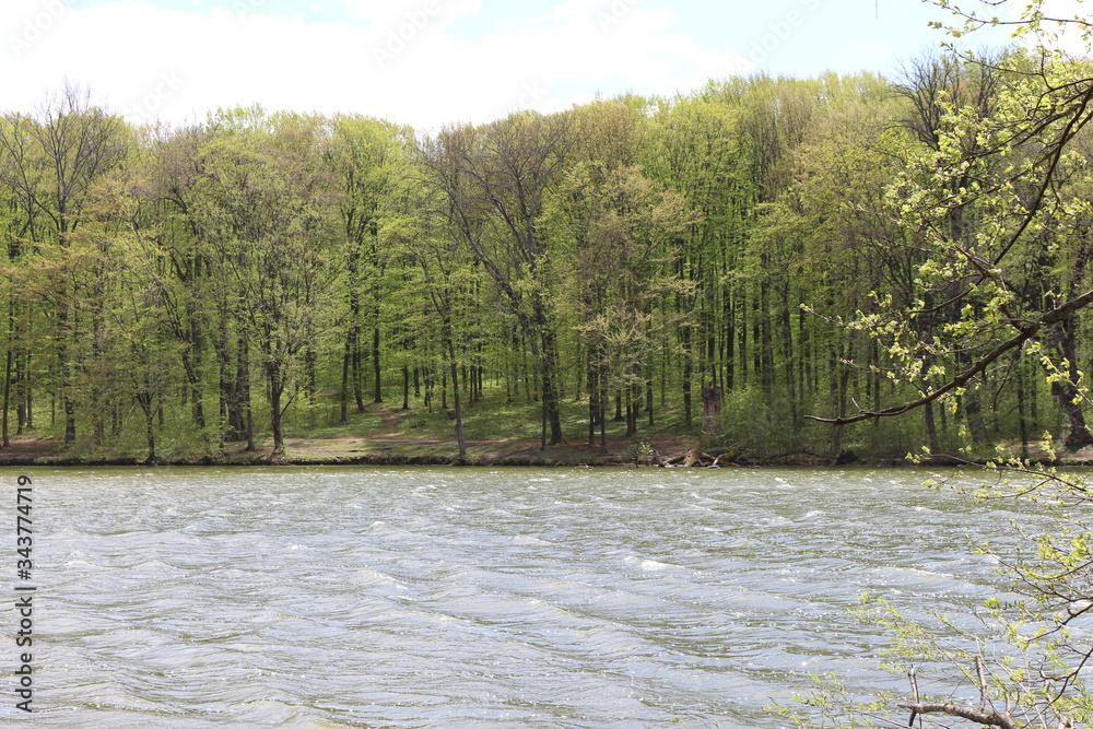 Trees and shrubs are covered with young leaves on the shore of a forest lake. Trees and shrubs are covered with young leaves on the shore of a forest lake.