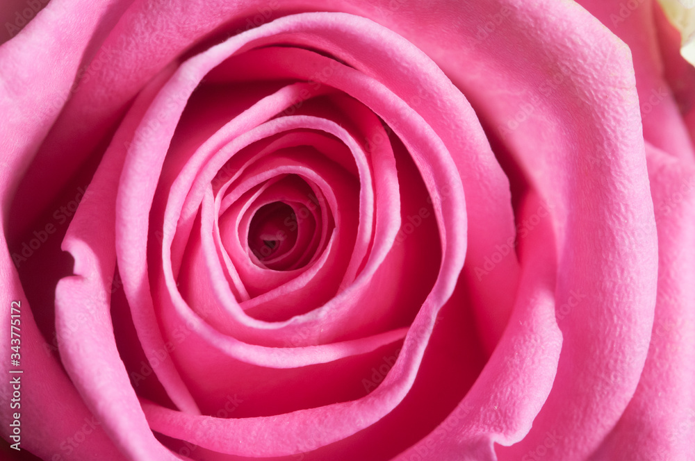 Rose flower fragment macro shot
