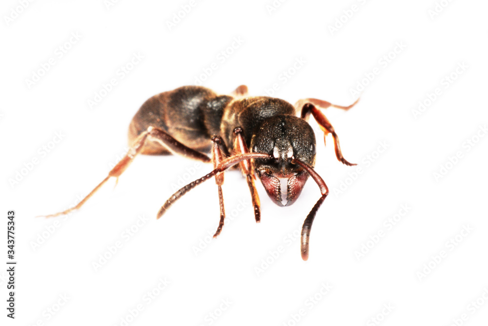 A Big black ant with giant opened ready to bite on white background
A Big black ant with giant opened ready to bite on white background