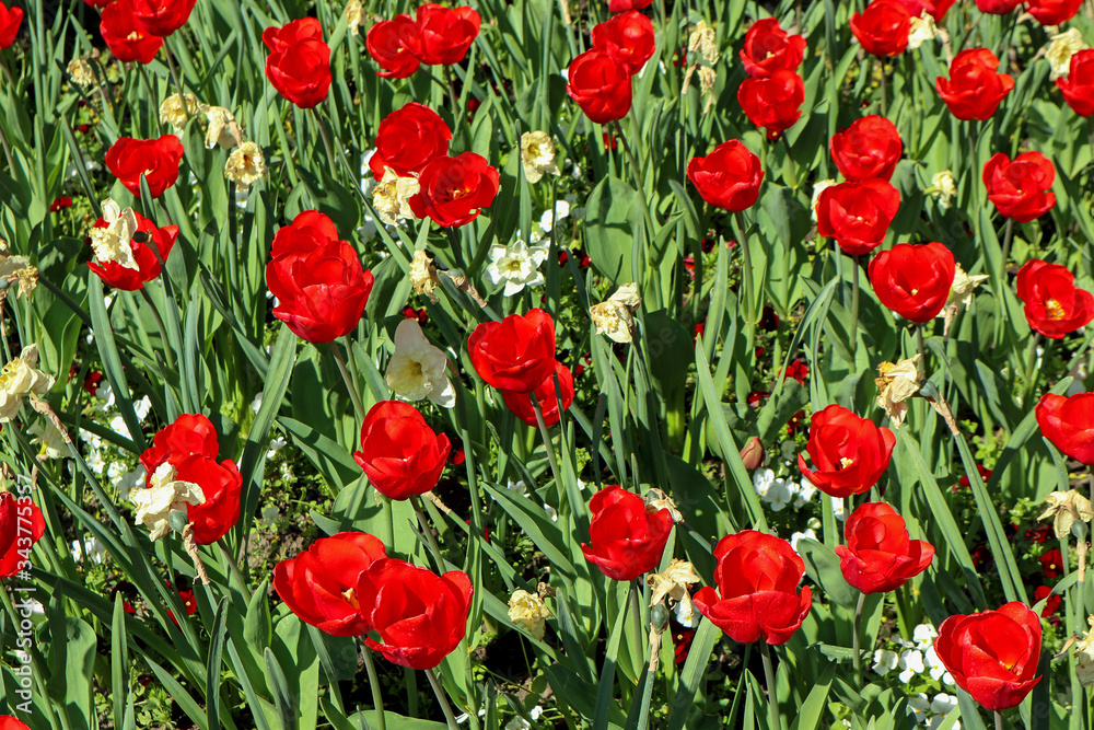 Fototapeta premium Red tulips in the garden