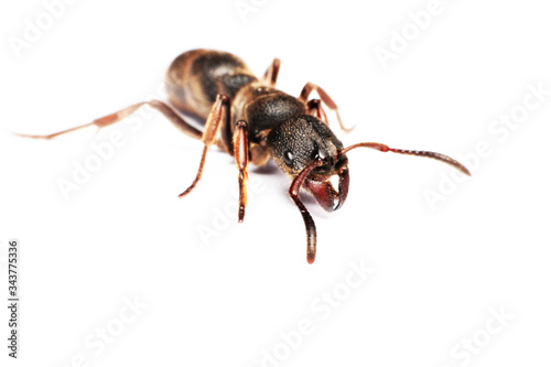  A Big black ant with giant opened ready to bite on white background