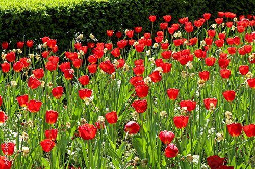 Red tulips in the garden