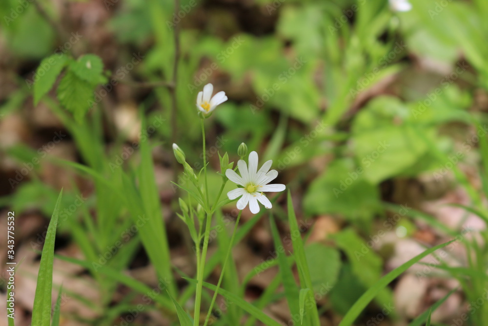 Delicate white flower bloomed in the spring in the forest. Delicate white flower bloomed in the spring in the forest.