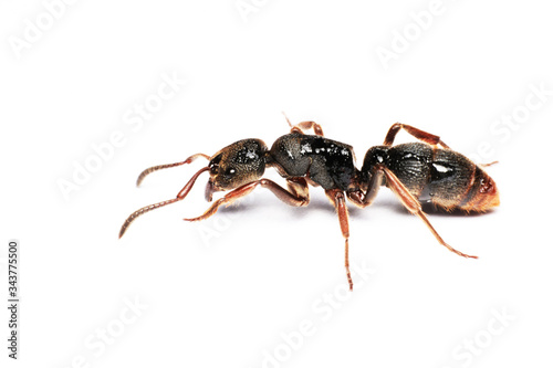  A Big black ant with giant opened ready to bite on white background