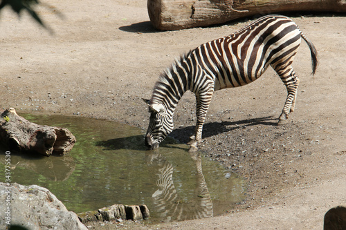 zebra in a zoo in lille (france)