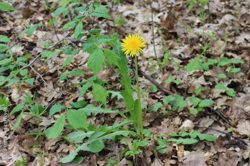 Bright yellow dandelion grows on a long stalk in the spring forest
Bright yellow dandelion grows on a long stalk in the spring forest