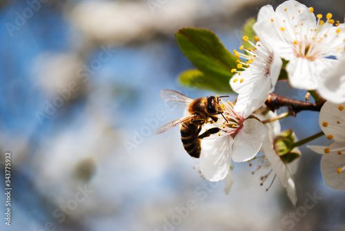 Bee. Honey production. Flowering tree, close up. A honey bee collects pollen from a fruit tree. Ode to spring.Place for text. 