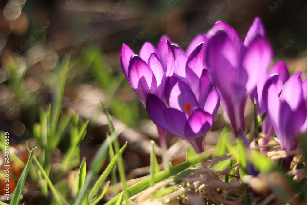 Violet spring crocuses in the warm light of the afternoon sun Violet spring crocuses in the warm light of the afternoon sun