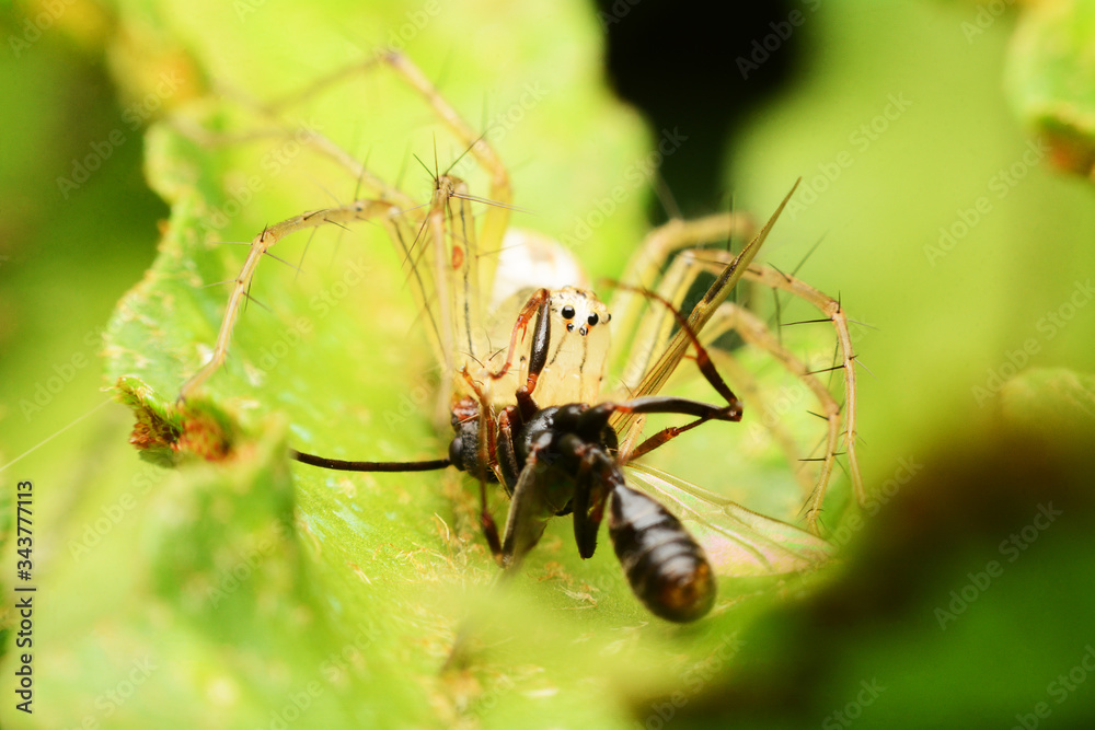 macro image of a big and beautiful hairy jumping spider. macro image of a big and beautiful hairy jumping spider.
