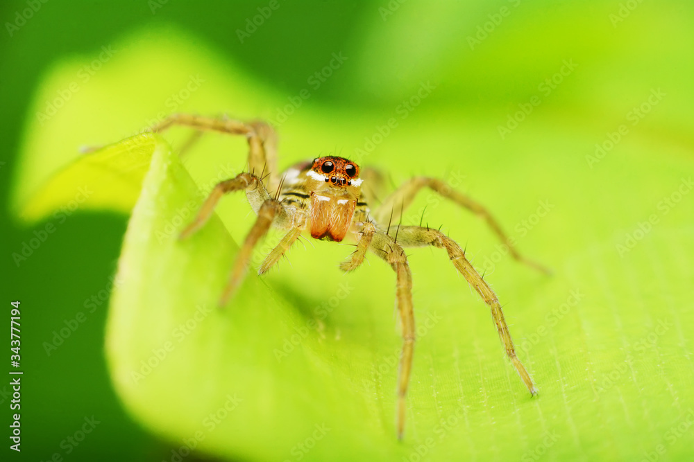 macro image of a big and beautiful hairy jumping spider. macro image of a big and beautiful hairy jumping spider.