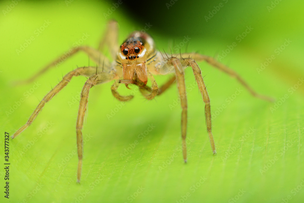 macro image of a big and beautiful hairy jumping spider. macro image of a big and beautiful hairy jumping spider.