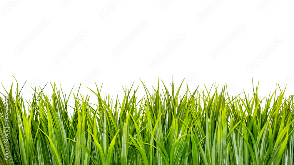 Fototapeta premium Green grass border isolated on white background