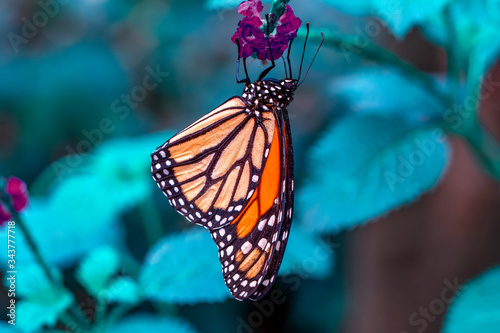 Closeup Malachite (siproeta stelenes) beautiful butterfly in a summer garden © blackdiamond67