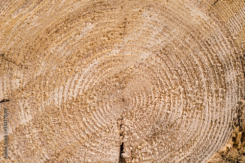 Background photo of a tree cut. Close-up of a cut log.