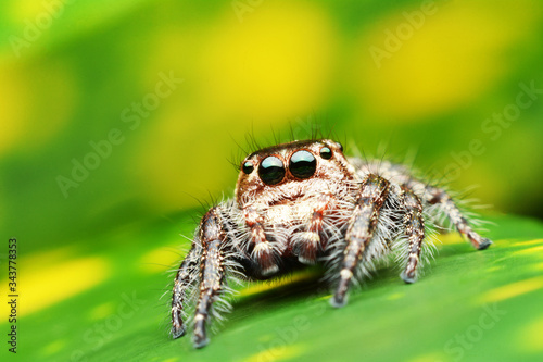 macro image of a big and beautiful hairy jumping spider - Hyllus sp