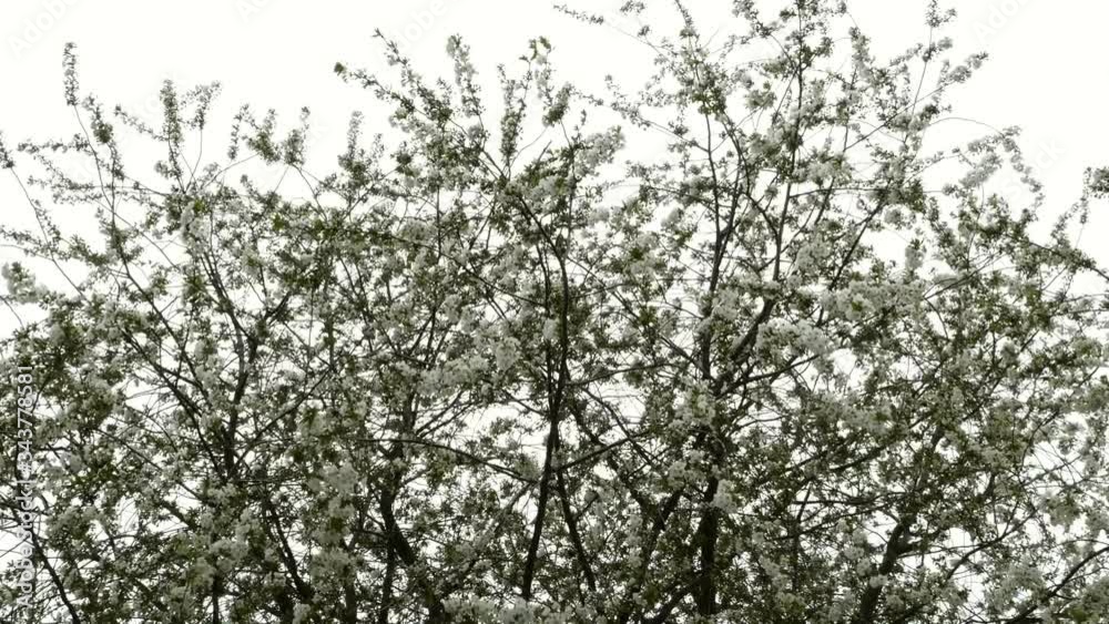Cherry tree in blossom in spring day . A lot of densely white flowers, grow on branches, swaying on high wind against sky. Cherry tree in blossom in spring day . A lot of densely white flowers, grow on branches, swaying on high wind against sky.