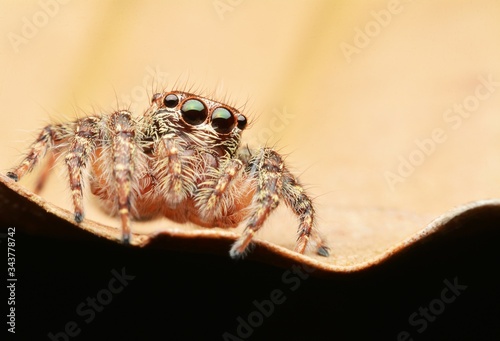 macro image of a big and beautiful hairy jumping spider.