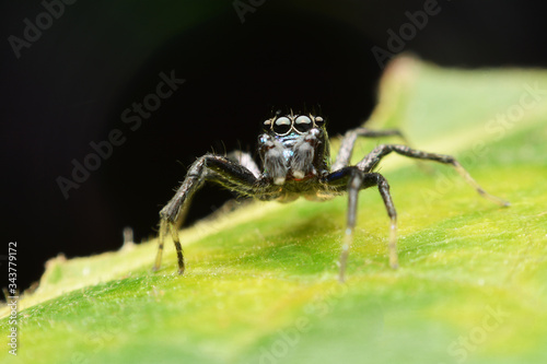 macro image of a big and beautiful hairy jumping spider. © bejita