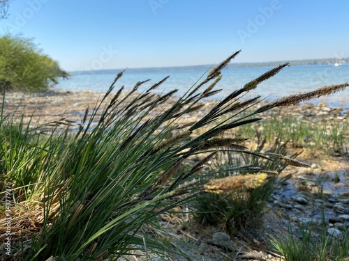 grass on the beach © Nicola