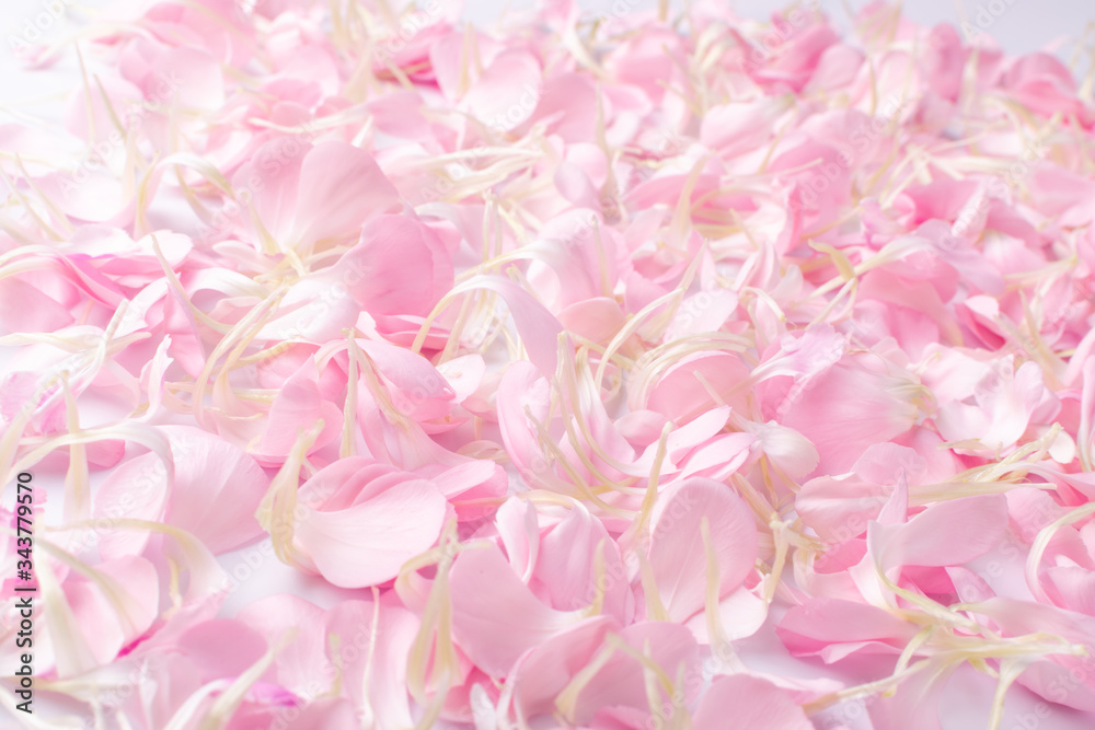 Fototapeta premium Pink Carnation Petals Texture, Dianthus or Schabaud Background