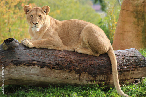 lioness in a zoo in france