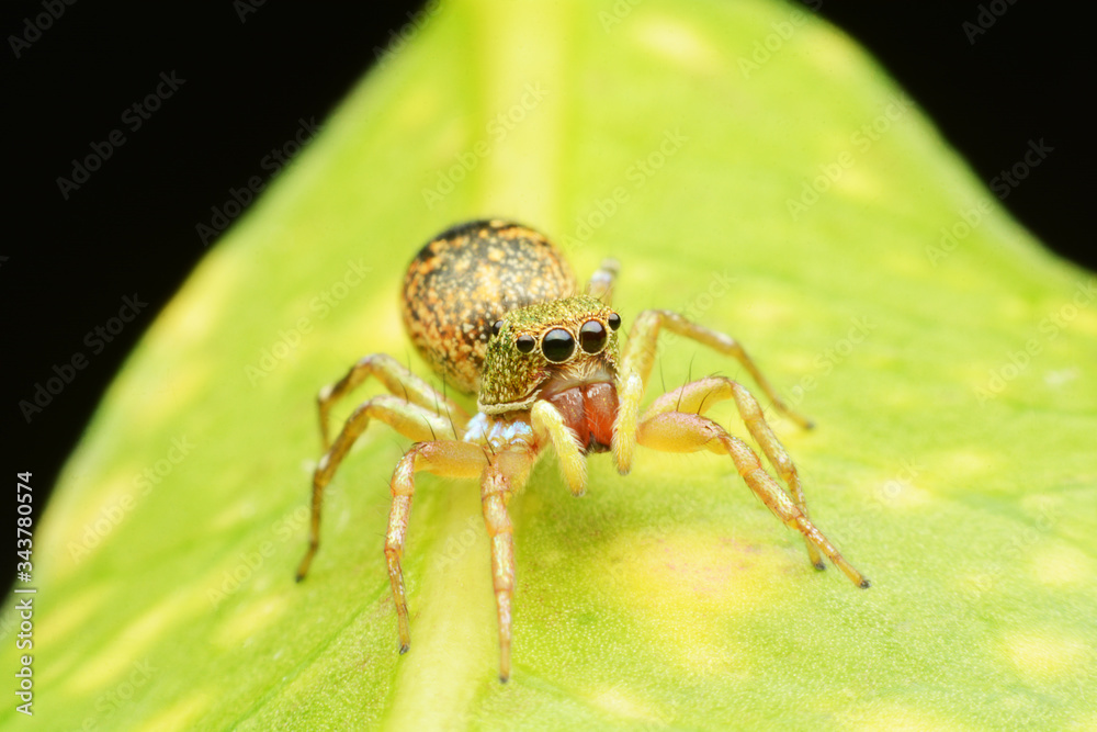 macro image of a big and beautiful hairy jumping spider. macro image of a big and beautiful hairy jumping spider.