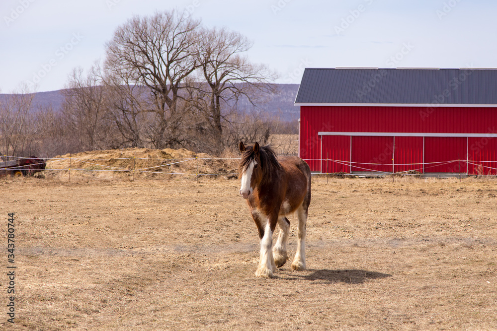 Tall handsome chestnut Clydesdale horse with sabino markings walking in dry field during a sunny spring afternoon, St. Augustin-de-Desmaures, Quebec, Canada