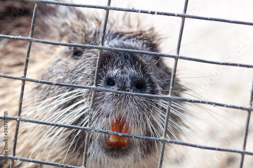 Fotografiet Close-up Of Beaver In Cage