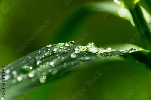 Water drops on a leaf in the morning sunlight