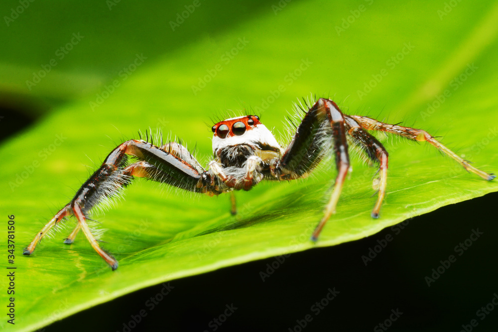 macro image of a big and beautiful hairy jumping spider macro image of a big and beautiful hairy jumping spider