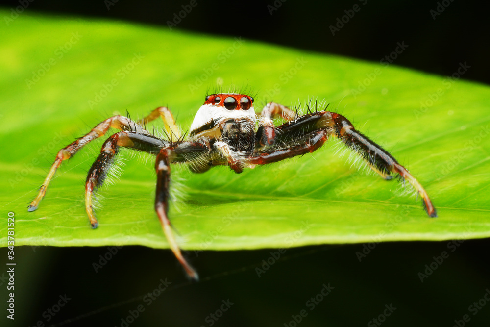 macro image of a big and beautiful hairy jumping spider macro image of a big and beautiful hairy jumping spider