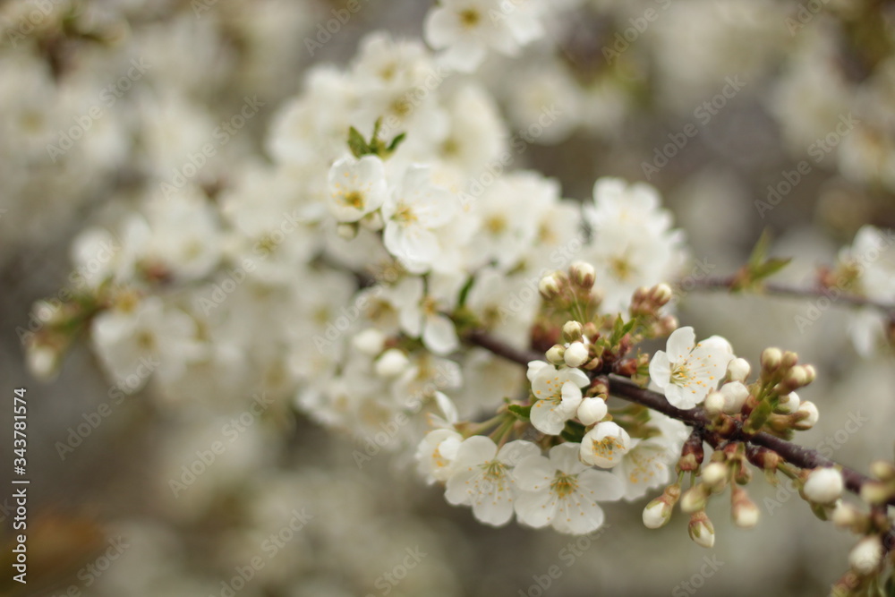 white cherry blossom