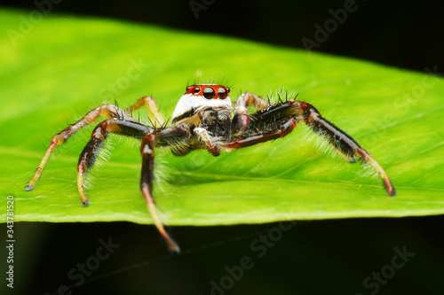 macro image of a big and beautiful hairy jumping spider  © bejita