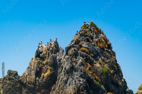 Birds Tweeting on a Rock