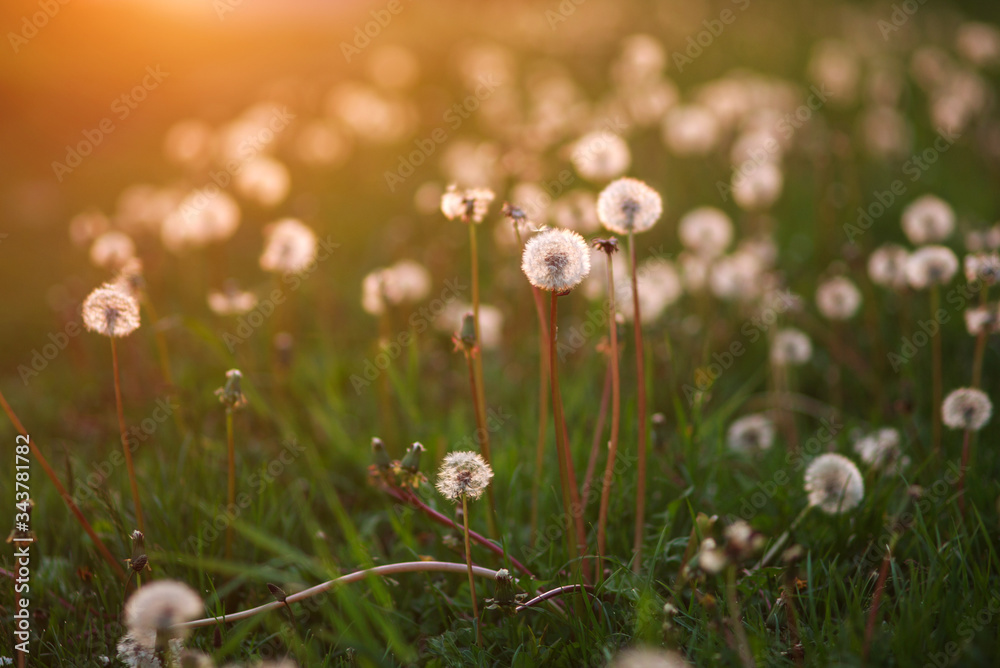 Glade of dandelions in summer sunset light of the sun, dreamy landscape, nature background
