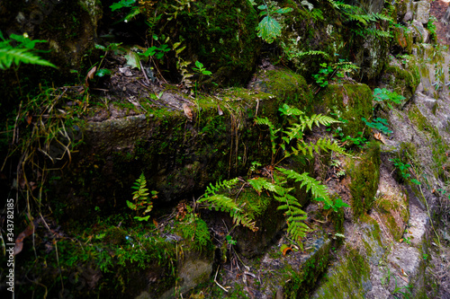 Fern growing in forest surrounded by plants, moss and stone