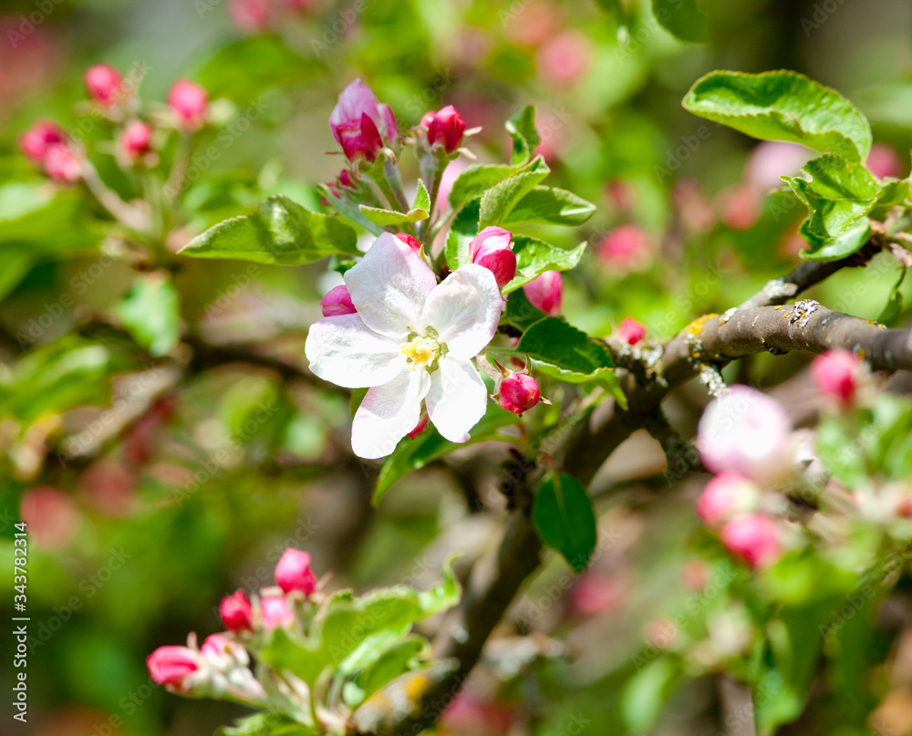 Obraz premium Apple Tree Blossoming in Springtime