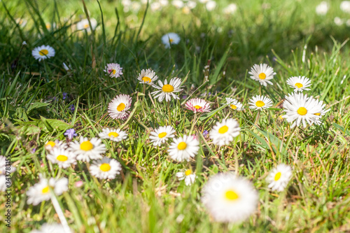 Małe białe kwiatki stokrotki wiosna na łące