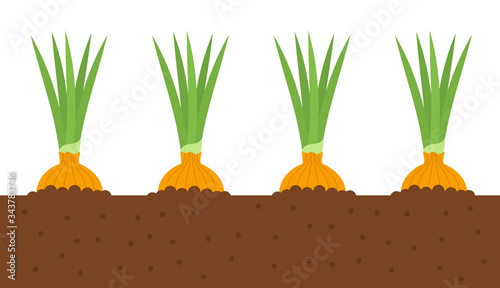 Onions growing in soil.