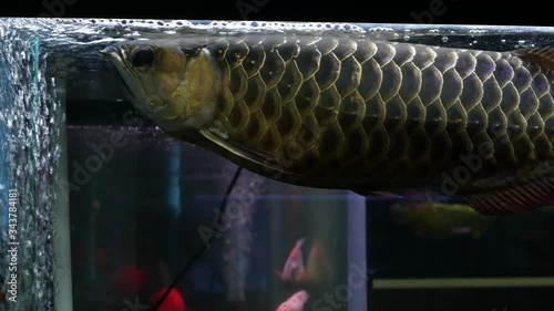 Diversity of tropical fishes in exotic decorative aquarium. Assortment in chatuchak fish market pet shops. Close up of colorful pets displayed on stall. Variety for sale on counter, trading on bazaar photo