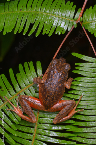 image of a Kinabalu Slender Litter Frog on fern in the rainforest of Borneo  photo