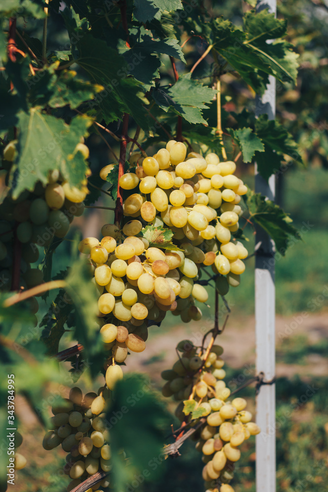 vineyard and grapes