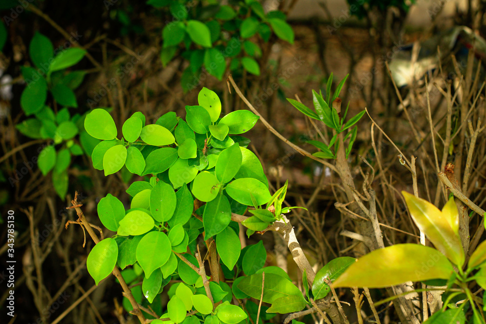 Fototapeta premium green plant in the garden